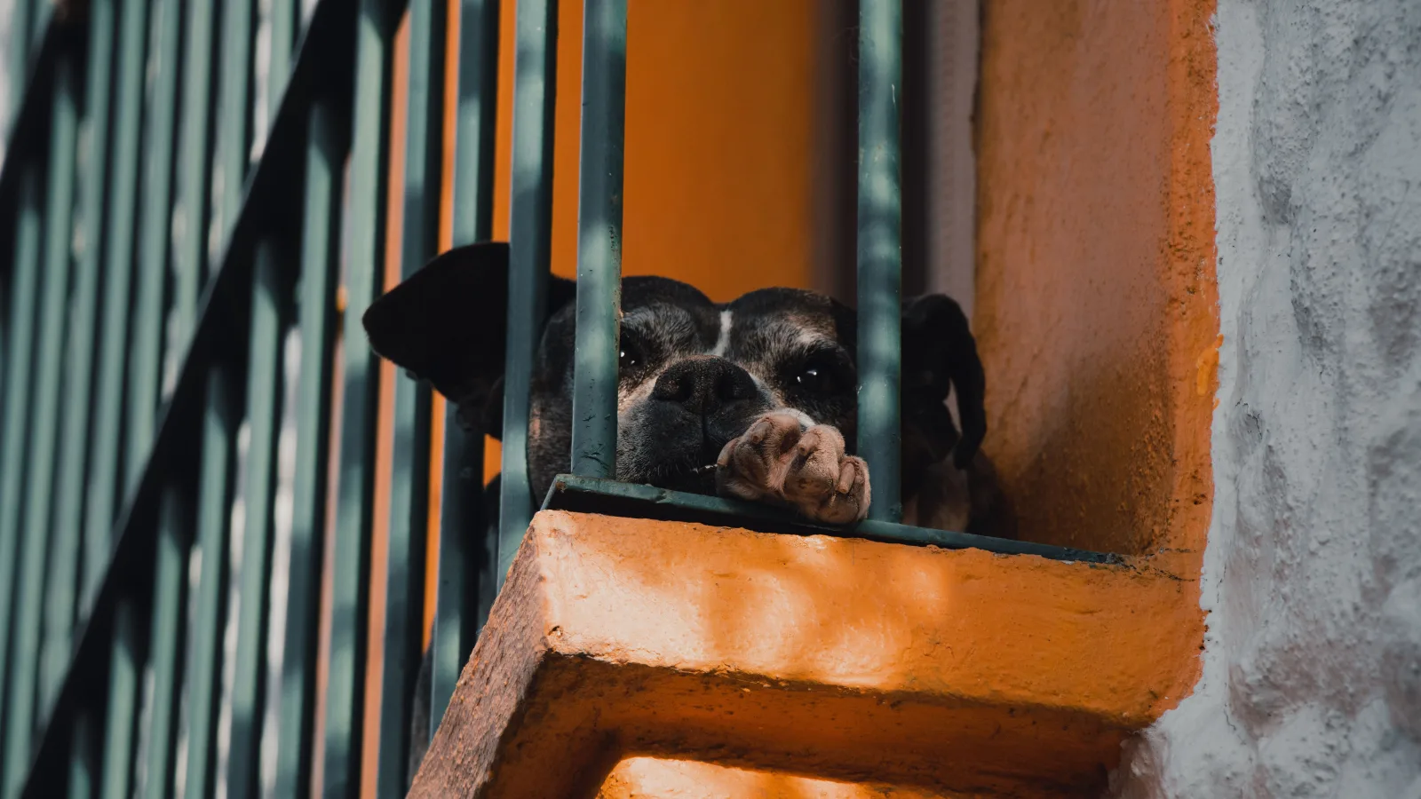 Pets, Pools and Balconies: The Rules Nobody Reads Until They Break One